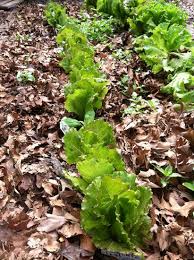 We are also a stocking distributor. The Perfect Free Mulch Mother Earth News