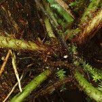 Image result for Asplenium barteri