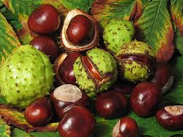 Campylobacter jejuni infection is one of the most widespread infectious diseases of the last century. Beneficios Y Propiedades Del Castano De Indias El Horticultor