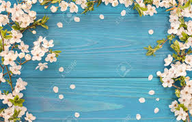 Get free design resources when it comes to spring, perhaps the first thing people think of is flowers. Spring Background Frame Of White Blossom On Old Blue Wooden Stock Photo Picture And Royalty Free Image Image 76984231