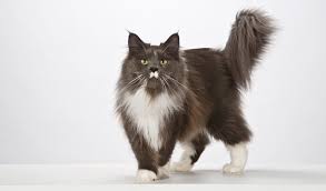 No records of the maine coon's exact origins and date of introduction to the united states exist, so several competing hypotheses have been suggested. Maine Coon Cat Breed Information