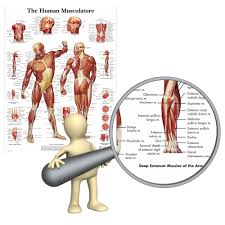 We did not find results for: Muscular System Anatomical Poster Print Laminate Muscle Anatomy Chart Human Body Art Posters Art