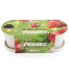 2,590 likes · 23 talking about this · 130 were here. Jardiniere En Bambou Graines De Fraisiers Truffaut