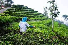 Check spelling or type a new query. Kebun Teh Tritis Tempat Wisata Di Kulon Progo