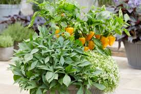 Image result for Ipomoea barteri