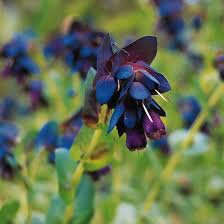 Desert showers bring 'salt flowers' to death valley. Honeywort Adds Unusual True Blue Colors To Your Garden With Its Unique Blooms Winter Plants Winter Flowers Autumn Garden