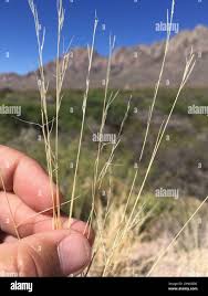 Image result for Aristida adscensionis