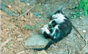 Untuk itu, kamu harus mengetahui tafsir di balik mimpi yang dialami arti mimpi kucing adalah menandakan sensitivitas, kepandaian, rezeki, percaya diri, dan juga kemampuan diri. Arti Sebenarnya Mimpi Membunuh Kucing Menurut Islam