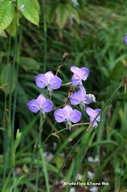 Image result for Murdannia stricta