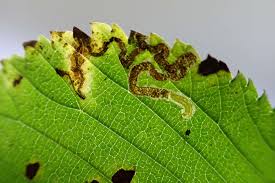 Image result for Stigmella continuella