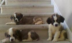 These intelligent dogs are very large in size but are beloved family companions and playmates. St Bernard Puppies Purebred Price 300 00 For Sale In Muskegon Michigan Best Pets Online