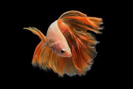 Photo about orange siamese fighting fish isolated on black background.ballerina betta fish. Orange Siamese Fighting Fish Stock Image Image Of Fish Background 100583153