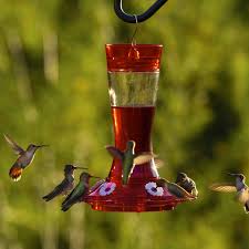 If you want to attract hummingbirds to your lawn or garden, you may either plant flowers that hummingbirds love or hang a hummingbird feeder filled with a solution of water and sugar. More Birds Bird Health Garnet Hummingbird Feeder With Ant Moat
