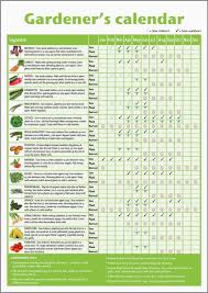 Over time, a mature plant will send out plantlets or offsets on long stems that form. New Veggie Garden Vegetablegarden Gardening For Dummies Garden Plants Vegetable Garden Calendar
