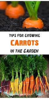 The Tiberian Growdome System Freecycle Growing Carrots Organic Vegetable Garden Home Vegetable Garden