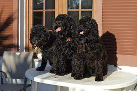 For any age!please do not be indifferent to the animals. Cao De Agua Portugues Casa Dos Xaxanos