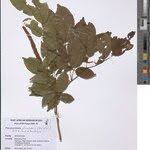 Image result for Pseudoprosopis