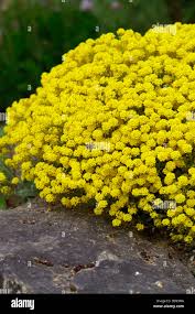 Image result for Aurinia