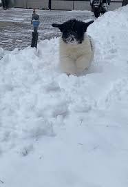 Câini Ciobănești de Bucovina: Răcitorii de iarnă