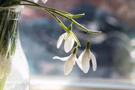 Snowdrop Flowers Meaning Of Symbolism Flower Meanings Flowers Language Of Flowers
