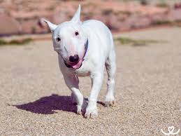 Image result for bulteriér