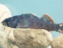 Image result for Artabotrys likimensis