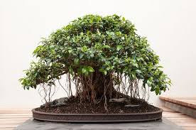 Image result for Ficus obliqua