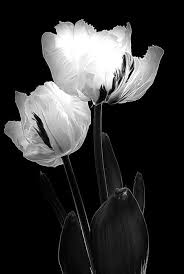 Everythingcombined Black And White Flowers White Art Black And White Pictures