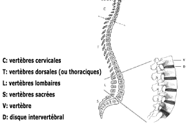 Dernière mise à jour le 26 octobre 2016 à 15:46 par marzia chiriatti. Colonne Vertebrale 3 Exercices Efficaces Contre La Douleur