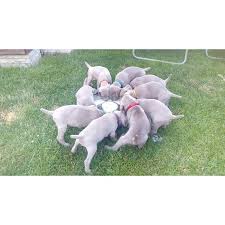 Image result for výmarský krátkosrstý ohař