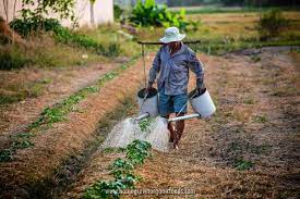 How to irrigate raised garden beds. Best Irrigation Systems For Vegetable Gardening Homegrown Organic Foods