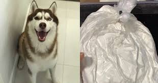 S Porean Pet Owner Allegedly Receives Flour Like Substance That Do Not Resemble Ashes After Cremating Dog Mothership Sg News From Singapore Asia And Around The World
