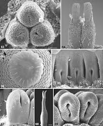 Image result for Basananthe longifolia