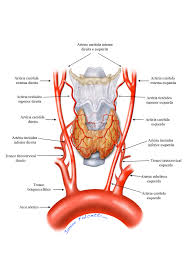 Ppb007/pt001/2021/010 (3 general ceus level 1) keywords: Junior Falcetti Neck Arteries