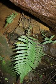 Image result for Christella hispidula