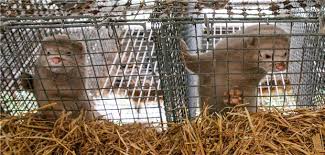 Im falle einer ausbreitung könnte. Wie Begrundet Ist Die Angst Vor Sars Cov 2 In Nerzen