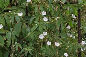 Image result for Merremia