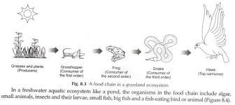 food chain in ecosystem explained with diagrams