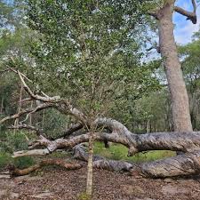 Image result for Canthium