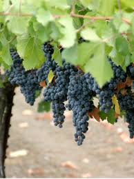 Faustini Wines Faustini Wines Blog Pinot Noir The Finicky Noble Grape