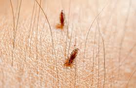 Image result for lice life cycle