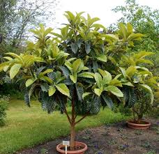 Image result for Eriobotrya japonica