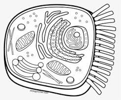 We did not find results for: Animal Cell Diagram Without Labels Animal Cell Diagram Numbered Hd Png Download Kindpng