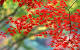 4k Resolution 4k Wallpaper Nature