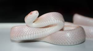 It was good of the youth to help the fish back in. 8 White Snake Dream Interpretation Dreamchrist Dream Meaning