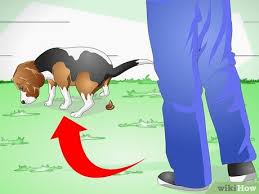Some cases may be treated with natural home remedies, while others may need immediate attention from a vet. How To Treat Dog Constipation 9 Steps With Pictures Wikihow