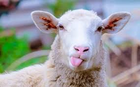 Rêver d'attaquer ou d'être attaqué est souvent lié à des problèmes de contrôle émotionnel, dans votre vie. Rever De Mouton Interpretations Et Significations Completes