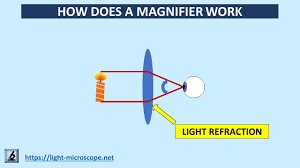 How Does A Magnifier Work Light Microscope