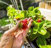 Growing Strawberries in Gutters – Strawberry Plants