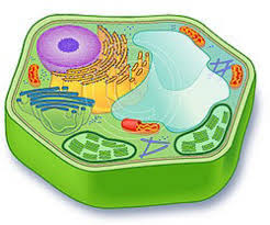 Older students can be challenged to identify and label the animal cell parts. Plant Cell By Suzanne